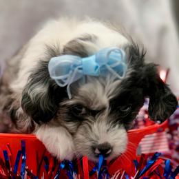 Yellow collar toy - Blue merle female Aussiedoodle puppy in 32046, Florida from River Hill Ranch