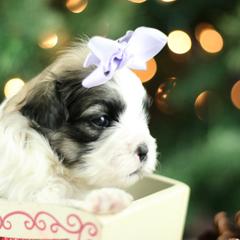 Mal-Shi puppies from Tx Pups