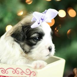 Mal-Shi puppies from Tx Pups
