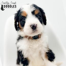 FLETCHER - Tri-color male Bernedoodle puppy in Tipton, Indiana from Country Creek Doodles