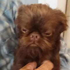 Brussels Griffons from Rose Urlacher