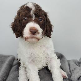 Frieda - Parti female Poodle puppy in Dover, Delaware from Dogtastic Poodles