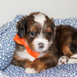 Australian Mountain Doodle, Australian Shepherd, Bernedoodle, Labradoodle, and Poodle Puppies from Island View Poodles & Doodles