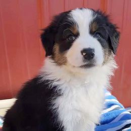 Presley - Black tri-color male Australian Shepherd puppy in Kearney, Nebraska from Helix Aussies