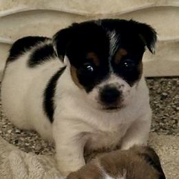 Max - Tri-color male Russell Terrier puppy in Ocala, Florida from Rivermont Farm
