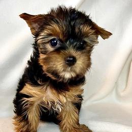 Purple Girl - Black and tan Yorkshire Terrier puppy in San Antonio, Texas from CISCOK9