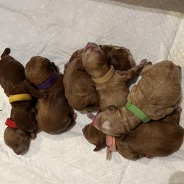 Green collar boy - Apricot male Goldendoodle puppy in Fairfield, California from Twin Sisters Doodles