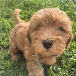 Wilbur - Apricot male Goldendoodle puppy in Millville, California from Hope Lane Kennels