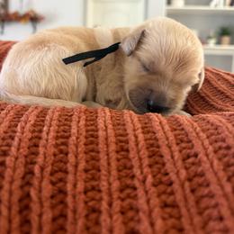 Black - Apricot male Goldendoodle puppy in Brooksville, Florida from Abby’s Standard Goldendoodles