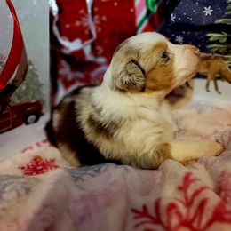 Prancer - Red merle male Australian Shepherd puppy in Blairsville, Georgia from Georgia Peach Aussies
