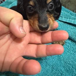 Boy 3 - Black and tan male Dachshund puppy in Mount Pleasant, Texas from Swaffords Dachshund Kingdom