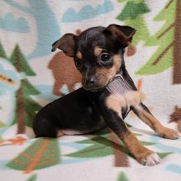 Buck - Black and tan male Chihuahua puppy in Bell, Florida from BellCrist Aussies