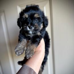 Girl 1 - Tri-color female Yorkipoo puppy in Danielsville, Georgia from Meg's Doodles and Poodles