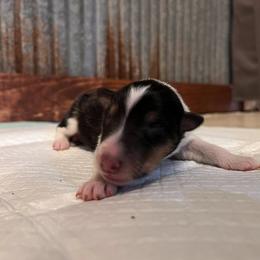 Collie Puppies from A/K Rough Collies