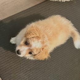 Rosie - Apricot female Poodle puppy in Florence, South Carolina from Karen’s precious poodles and doodles