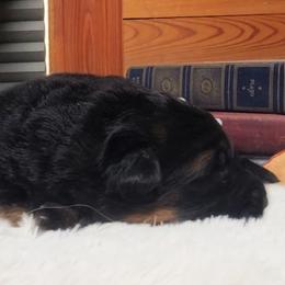 Winston - Orange Collar - Black and red male German Shepherd puppy in Charlotte, North Carolina from Zuflucht K9s