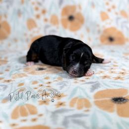 Thor - Black tri male Toy Australian Shepherd puppy in Liberty Hill, Texas from Pistol Paws Aussies
