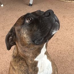 Boxers from Gilmore Boxers