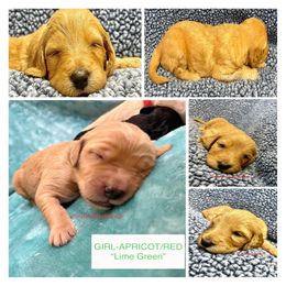 Goldendoodle and Poodle Puppies from SnickerDoodlePups