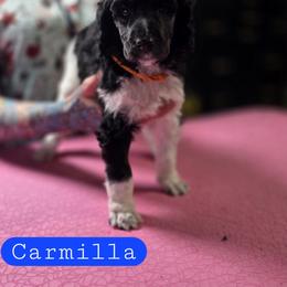 Carmilla - Parti female Poodle puppy in Blue Ridge, Georgia from Beltane Standard Poodles