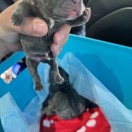 French Bulldog Puppies from Fontana Frenchies