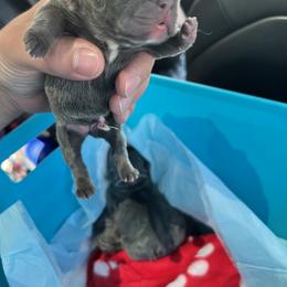 French Bulldog Puppies from Fontana Frenchies