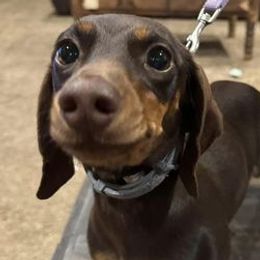 Dachshunds from Cove Creek Dachshunds