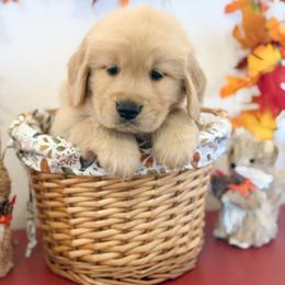 Mr Red - Golden male Golden Retriever puppy in Overton, Nevada from Sinfully Sweet Kennel