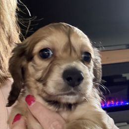 Shaded Cream Girl 2 - Cream female Dachshund puppy in Swanton, Ohio from Mighty But Mini Dachshunds