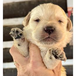 Boy 4 - Yellow male Labrador Retriever puppy in Sullivan, Missouri from O’Dell Labs