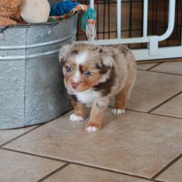 Forest - Red merle male Toy Australian Shepherd puppy in Albia, Iowa from J Bar M Toy and Mini Aussies