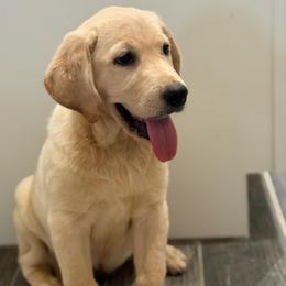 Girl - Yellow female Labrador Retriever puppy in Wittmann, Arizona from Wranglin Farms