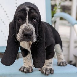 Basset Hounds from Southern City Bassets