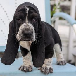 Basset Hounds from Southern City Bassets