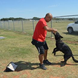 German Shepherd Puppies from Guamany K9 Vomhaus