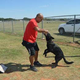 German Shepherd Puppies from Guamany K9 Vomhaus
