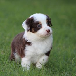 Australian Shepherd Puppies from KangaRoos Little Aussies