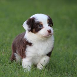 Australian Shepherd Puppies from KangaRoos Little Aussies