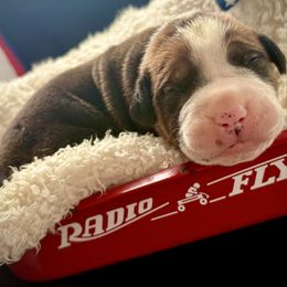 Spot Green Collar - Irish marked male Boerboel puppy in Florida from CLAD Guard Boerboels