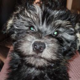 Boy 2 - Black and tan Havanese puppy in Allentown, Florida from Havanese Home Raised of Pensacola, FL