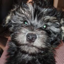 Boy 2 - Black and tan Havanese puppy in Allentown, Florida from Havanese Home Raised of Pensacola, FL