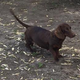 Namaari - Dachshund