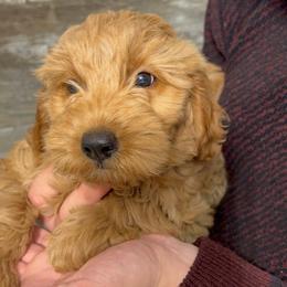 Honey - Red  female Goldendoodle puppy in Hillsdale, Michigan from My Buddy Ol’ Paws