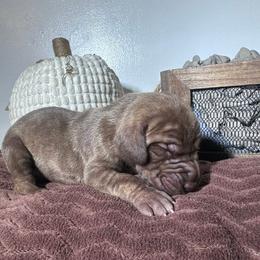 Great Dane Puppies from North Cedar Danes