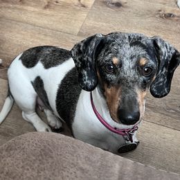 Cookie-CKC - Dachshund