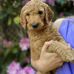 Goldendoodle puppies from Emerald Hill Acres