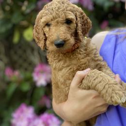 Goldendoodle puppies from Emerald Hill Acres