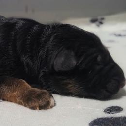 Blue Collar - Male - Black and red male German Shepherd puppy in Charlotte, North Carolina from Zuflucht K9s