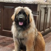 Leonbergers from Leo Fidelis Leonbergers