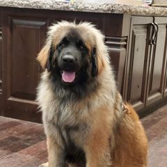 Leonbergers from Leo Fidelis Leonbergers